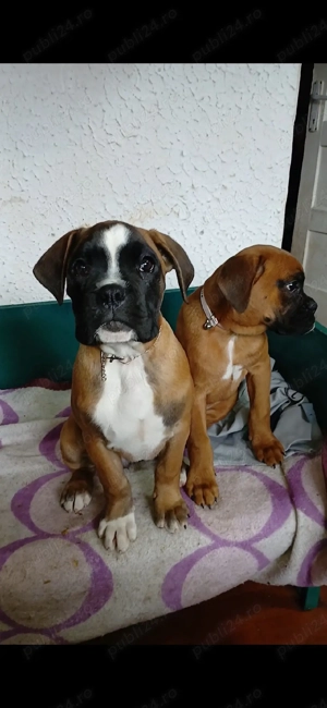 pui boxer german gold - imagine 2