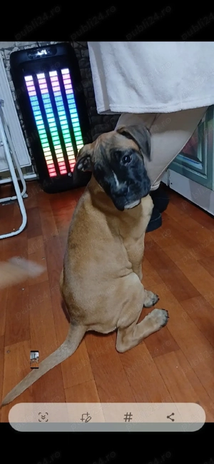 pui boxer german gold - imagine 4