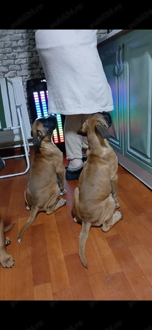 pui boxer german gold - imagine 5