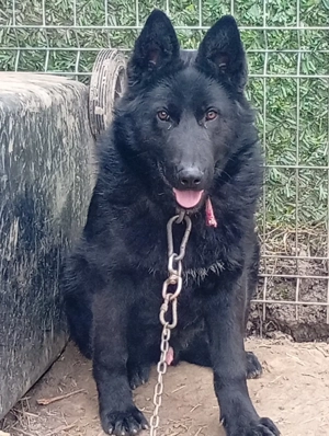 vind ciine Ciobanesc german negru 