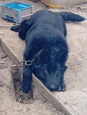 vind ciine Ciobanesc german negru  - imagine 2