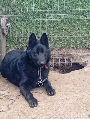 vind ciine Ciobanesc german negru  - imagine 3