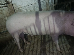 Porc de vânzare caras Severin  - imagine 2