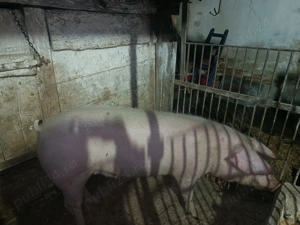 Porc de vânzare caras Severin  - imagine 4