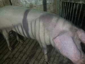 Porc de vânzare caras Severin 