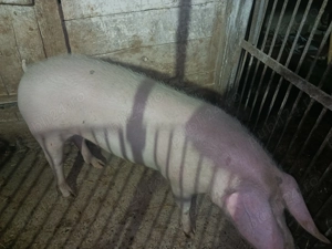 Porc de vânzare caras Severin  - imagine 3