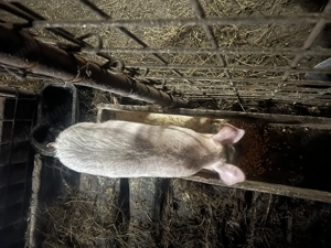 Vând o purcea de 12 săptămâni 