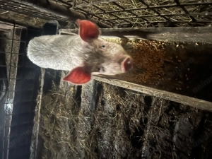 Vând o purcea de 12 săptămâni  - imagine 2