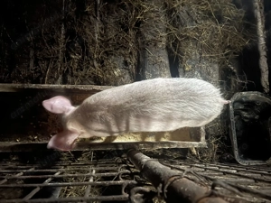 Vând o purcea de 12 săptămâni  - imagine 3