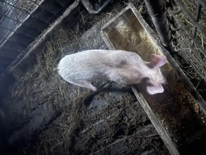 Vând o purcea de 12 săptămâni  - imagine 4