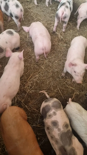 vind porci - imagine 2