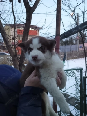 Vand husky catelusa in vârstă de o luna si 3 săptămâni 