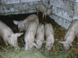 Purcei de Vânzare - imagine 2