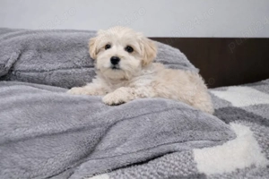Maltipoo mascul toy