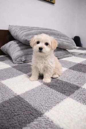 Maltipoo mascul toy - imagine 2