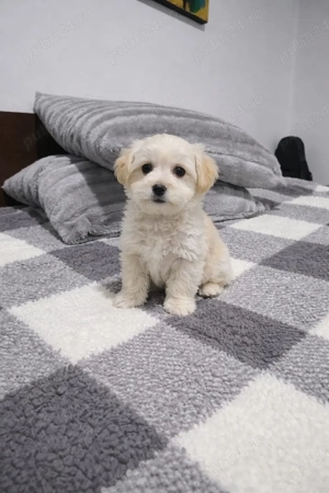 Maltipoo mascul toy - imagine 3