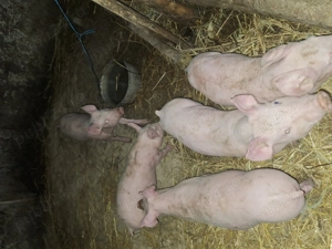 Purcei de vânzare  - imagine 2