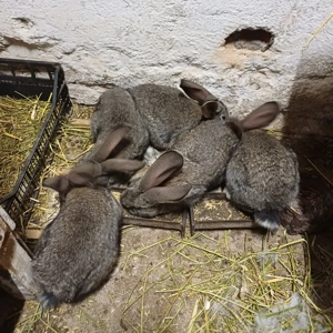 Vând iepuri urias german - imagine 4