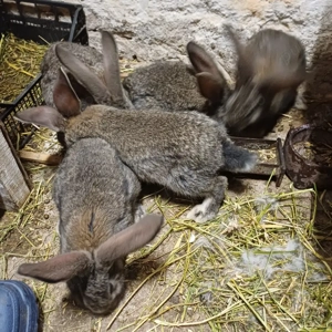 Vând iepuri urias german - imagine 5