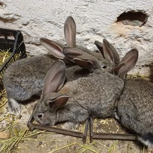 Vând iepuri urias german - imagine 3