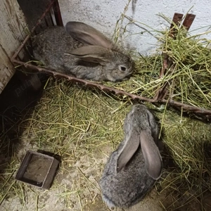 Vând iepuri urias german - imagine 2