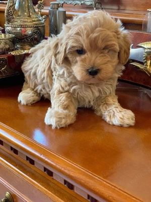 maltipoo fetiță si baiat - imagine 2