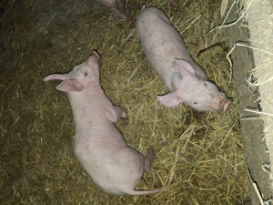 Purcei de vânzare  - imagine 3