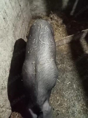 vând purcea la 100 kg sau sc cu capre