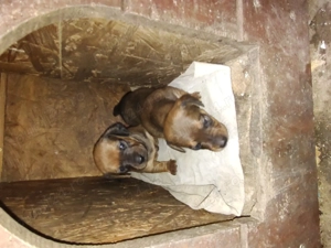 Teckel.4 cățelușe.