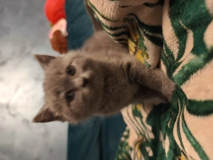 Puișor Pisica British  - imagine 3