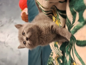 Puișor Pisica British  - imagine 4