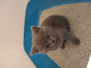 Puișor Pisica British  - imagine 2