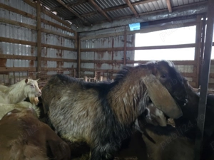 Schimb vand tapi Sannen si Anglo-nubieni - imagine 5