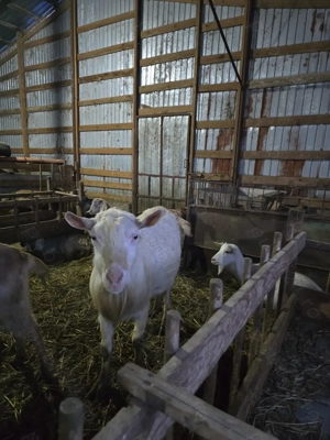 Schimb vand tapi Sannen si Anglo-nubieni - imagine 2