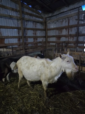 Schimb vand tapi Sannen si Anglo-nubieni - imagine 3