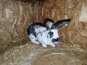 vand femela  - imagine 2