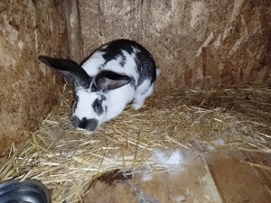 vand femela  - imagine 4