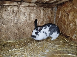 vand femela  - imagine 5