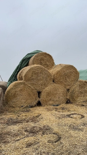 Baloti mari de paie - imagine 2