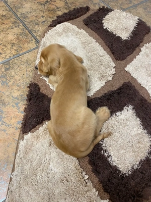 Coker spaniel - imagine 5