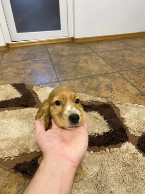 Coker spaniel - imagine 3