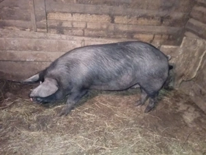 Scroafă de vânzare crescută natural. 