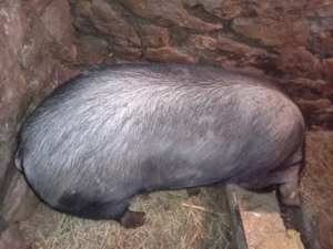 Scroafă de vânzare crescută natural.  - imagine 2