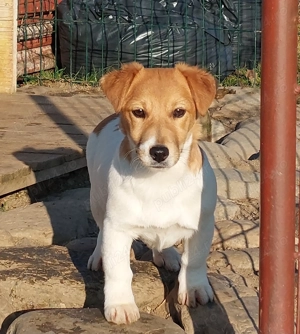 Jack russell terrier 