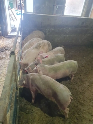 vând grăsunii - imagine 5