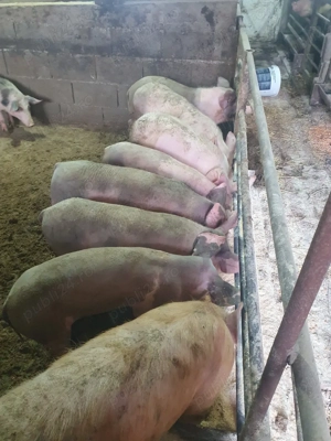 vând grăsunii - imagine 4