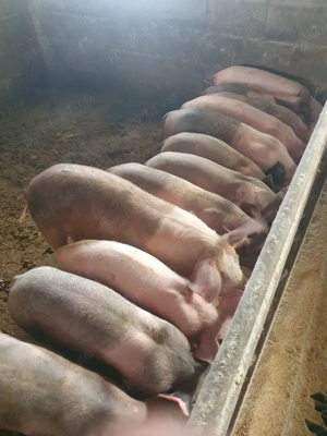 vând grăsunii - imagine 2