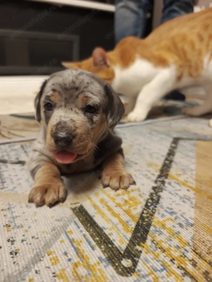 Femela Tekel Tri Merle din 31.12.2025