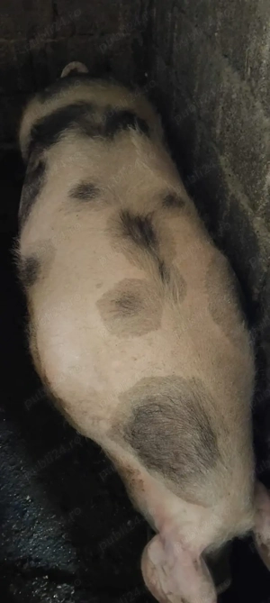 De vanzare - imagine 2