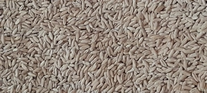 Griu productie 2025 triticale